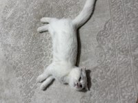 3.5 aylık scottish fold dişi yavru
