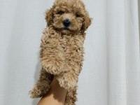 Poodle bebeklerimiz