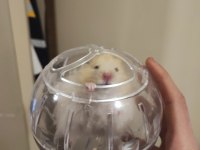 Hamster ücretsiz sahiplendirme