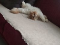 1 yaşında tatlış exotic shorthair