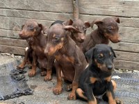 Doberman yavrularımız yeni yuvalarını arıyor