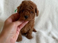 TOY POODLE YAVRULARI