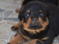 TÜRKİYE ŞAMPİYON YAVRULAR A ŞECERELİ ROTTWEİLER RESMİ ÜRETİM