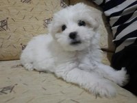 5 aylık dişi Maltese Terrier