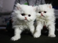 2 aylık exotic longhair 3 erkek ve 1 dişi