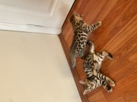 Safkan bengal