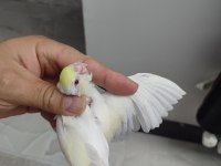 Kremio turkuaz değerli forpus mutasyonlar