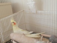 Çift kaliteli papagan