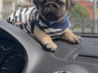 GARANTİLİ PUG BEBEKLER