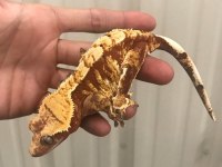 SÜPER GENETİKTE CRESTED GECKOLAR