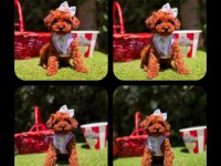 Toy Poodle Yavrularımız Ömürlük Aileleri Bekliyor