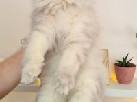Uyguna British Longhair 7 Aylık Erkek Kedim