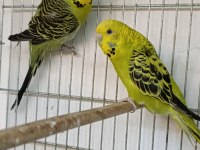 SAHİPLENDİRME MUHABBET KUŞLAR