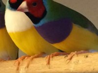 Rengarenk goldian finch