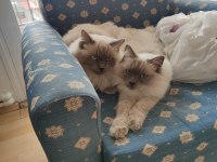 Ragdoll Lilly ve Mia