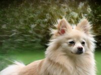 Pomeranian Spitz Ücretsiz Ömürlük Yuva Arıyorum