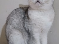 Scottish straight shorthair ns11 dişi