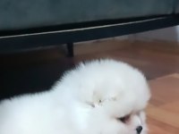 Pomeranian Yavrular