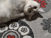 Acil Yuva Aranıyor Kedimiz Bulut Ücretsiz Sahiplendirme