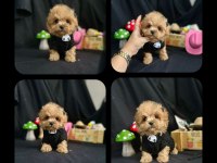 Maltipoo Bebekler Yeni Ailelerini Bekliyor