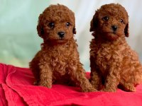 AŞILI TOY POODLE YAVRULARIMIZ'DA KAMPANYA