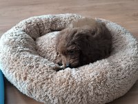 3,5 Aylık dişi toy poodle yavrusu