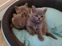 British shorthair dik kulak