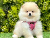 Sevimli Pomeranian Boo Yavrularımız