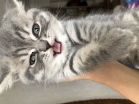 Gri british shorthair yavru kedim