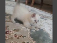SAFKAN BLUE POİNT BRİTİSH YAVRULARIMIZ