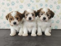 Maltipoo yavrular