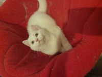 Harika Güzellikte Bembeyaz British Shorthair Yavrular