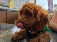 TOY POODLE 3.5 AYLIK DİŞİ