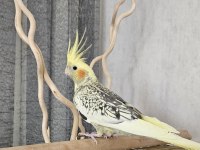 1 Yaşında Sultan Papağanı