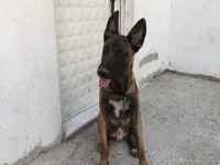 Sahibinden sahiplendirilecek belçika kurdu