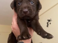 2 aylık safkan labrador retriever yavrularım