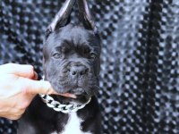 Fcı-Kıf Secereli Safkan Cane Corso Yavrular