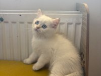 British shorthair kedisi
