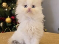 KALİTE KEDİLER TESADÜF DEĞİLDİR