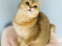 Kucak delisi british shorthair