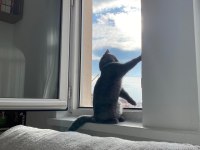 KEDİMİZ IŞIĞIMIZI SAHİPLENDİRİYORUZ