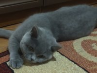 Dişi british shorthair