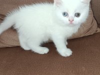 Dünyalar güzeli iki yavru kedimize sahiplendireceğiz