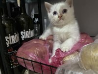OYUNCU ERKEK SCOTTİSH KEDİMİZ
