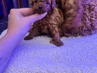 Safkan tea cup kore poodle yavrumuz