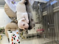 Rezerveye açık pilatinyum French bulldog