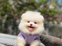 Pomeranian boo 2.5 aylık dişi erkek