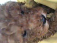 2,5 aylık mikro mama ve pedi hediyeli yavru poodle