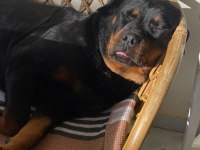 Rottweiler