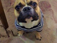 1 Yaşında Fawn Erkek French Bulldog